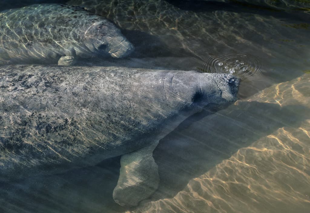 Two young manatees seek refuge from the cold.