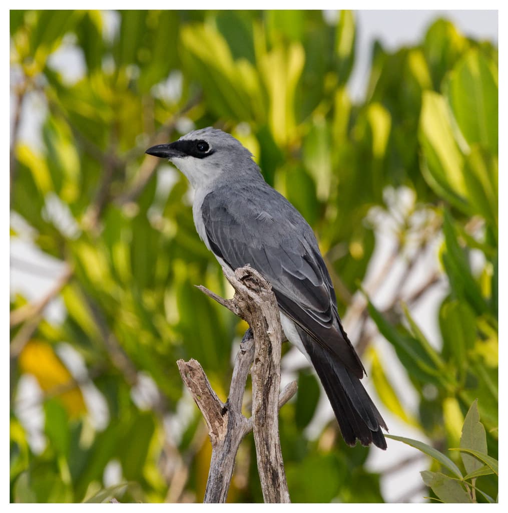 White Bellied Cuckoo Shrike (Coracina papuensis hypoleuca) (27 centimetres)