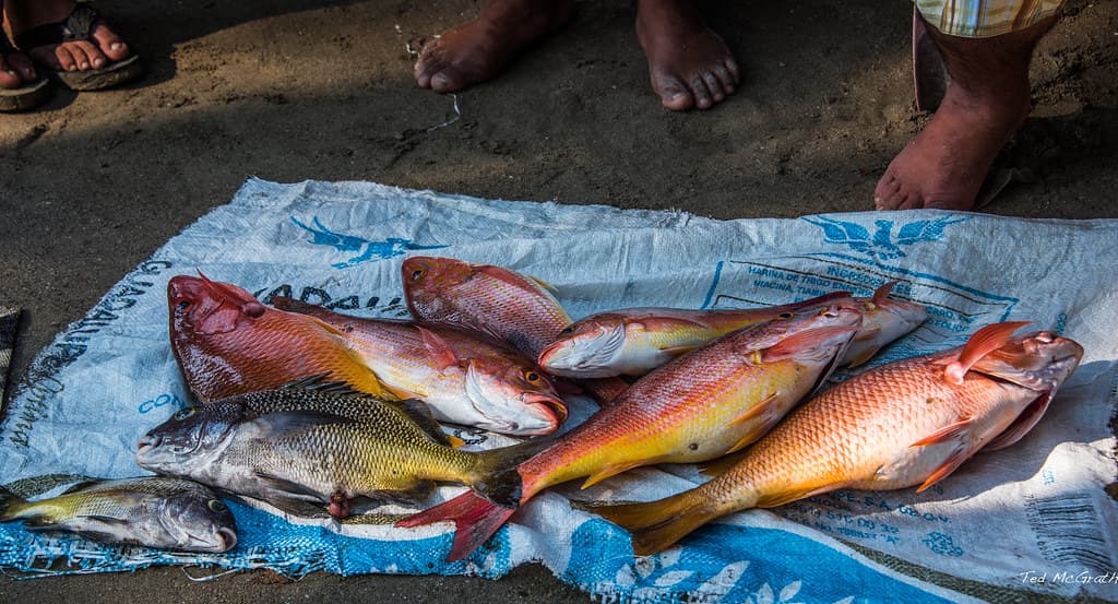 2017 - Mexico - Zihuatanejo - Fish Market