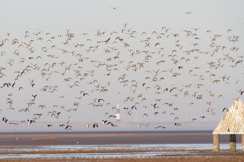 Donna Nook Beach