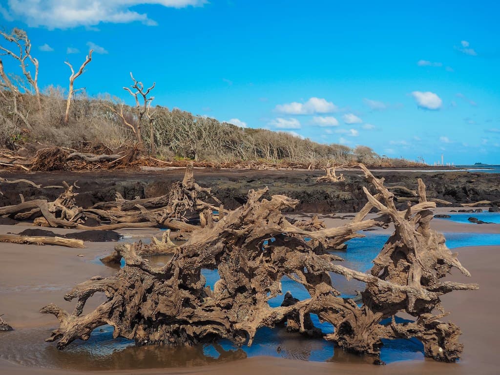 Stalking Stumps at Big Talbot