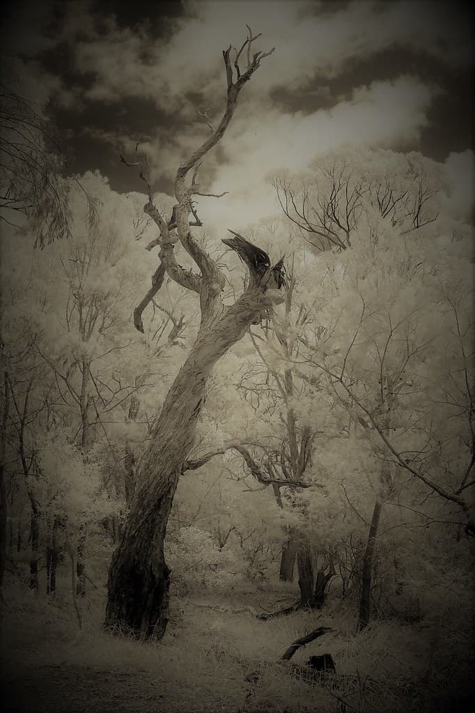 Gnarled Tree