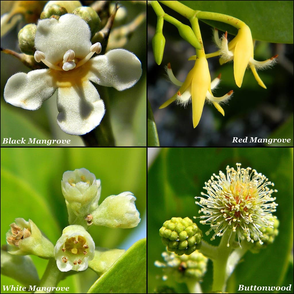 Local Mangrove Tree Blossoms