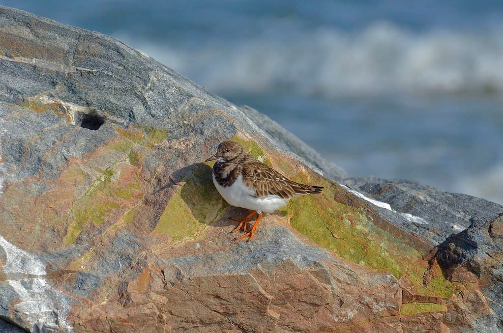 Ruddy Turnstone