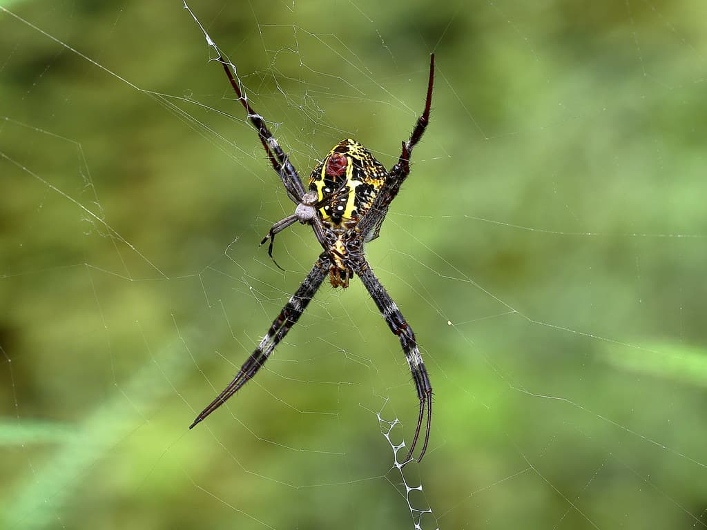 Argiope keyserlingi (male and female)