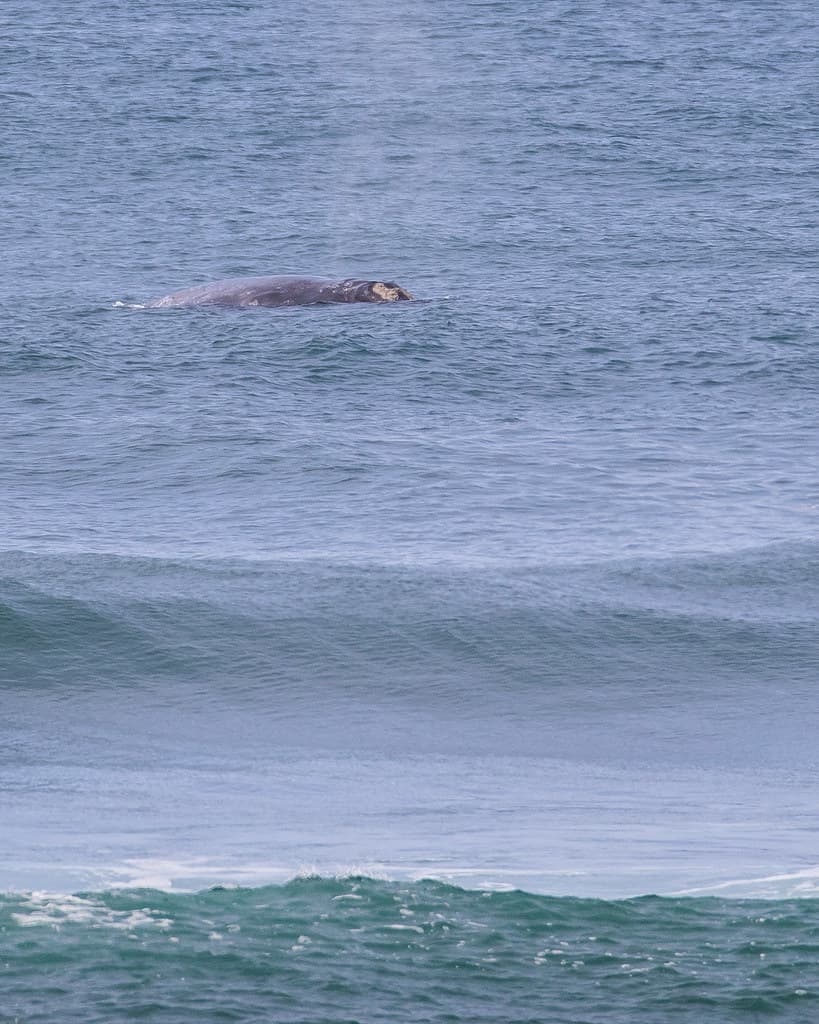 Gray whale (Eschrichtius robustus)