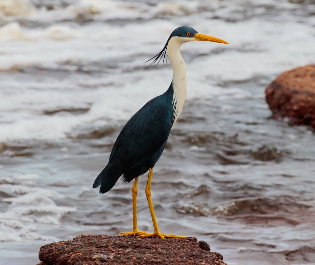 Pied Heron (Egretta picata) (Adult)