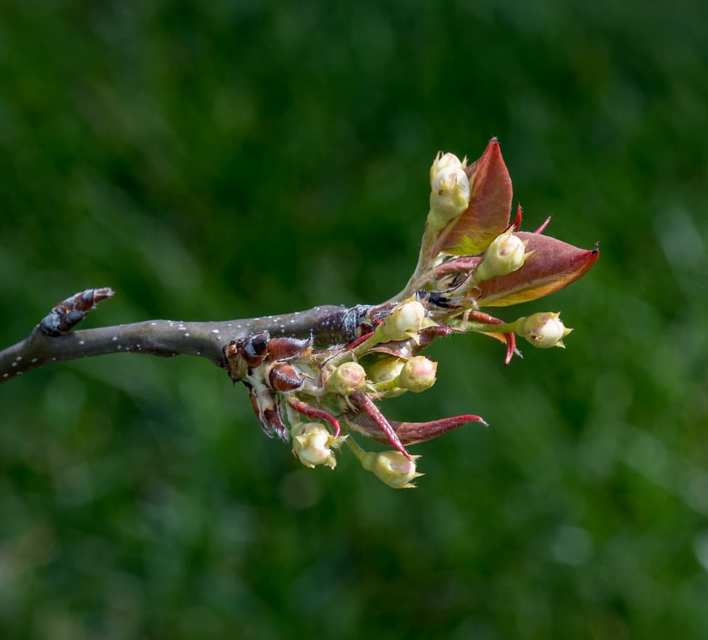 Pyrus pyrifolia Shinko cultivar buds