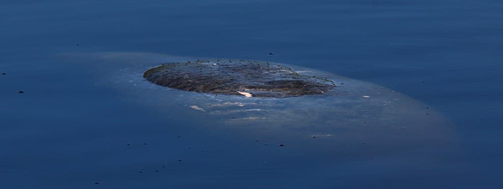 West Indian Manatees