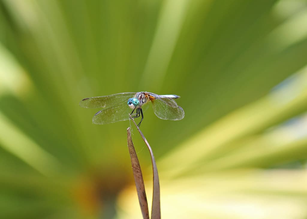 dragonfly