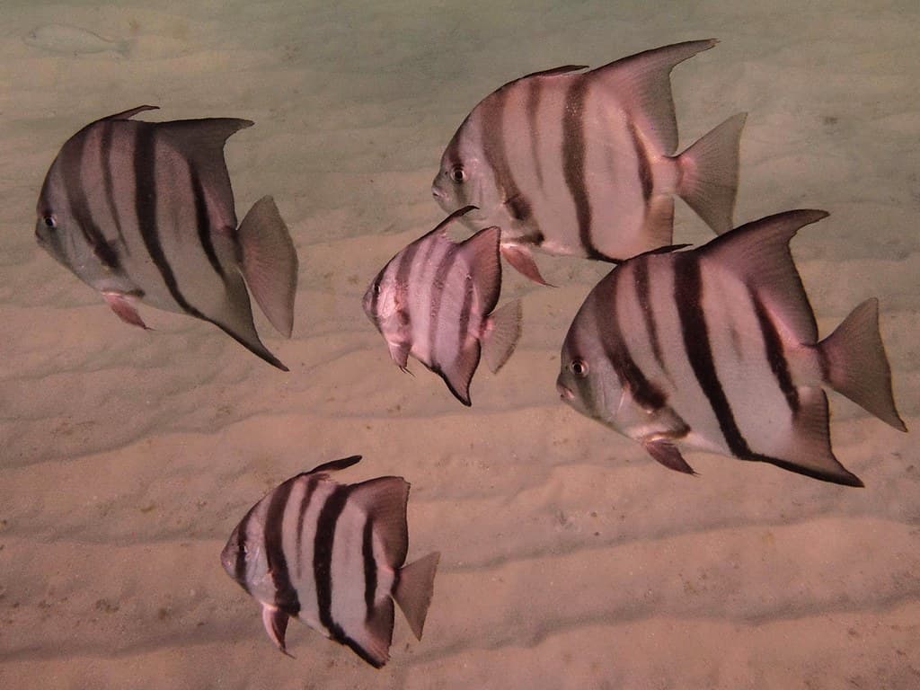Spadefish Formation in Flight