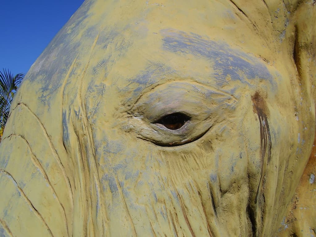 Elephant's eye