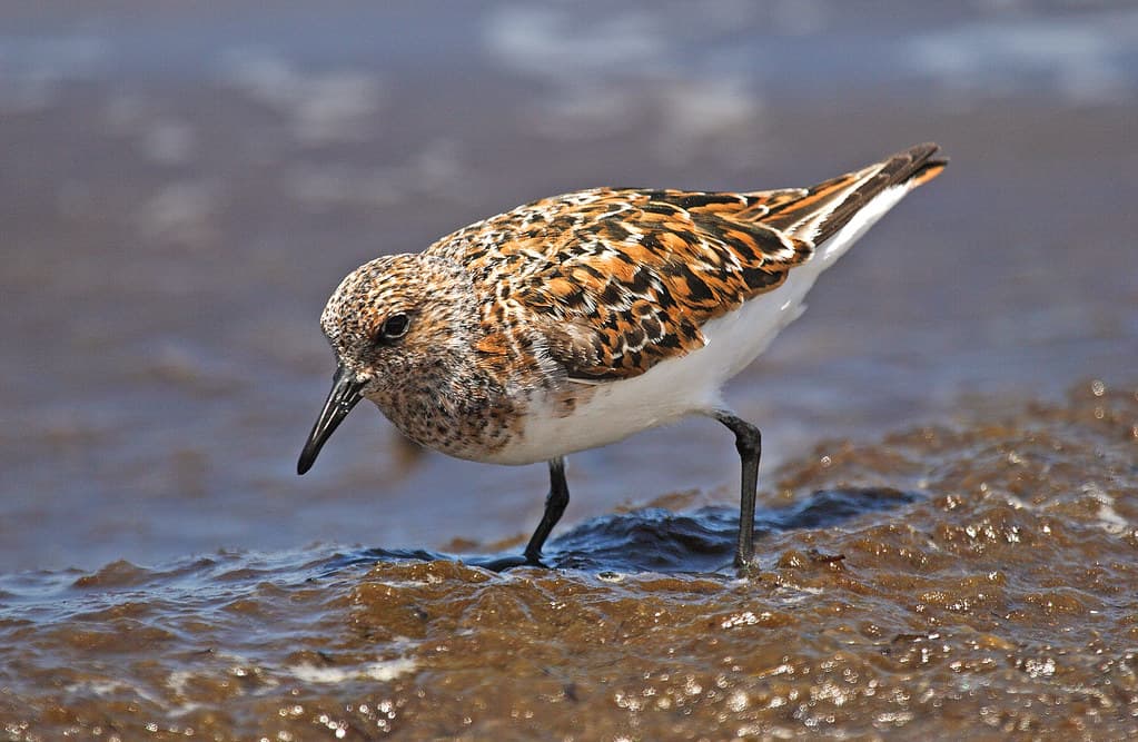 Sanderling