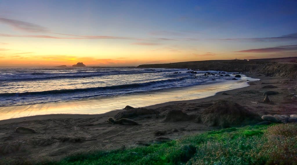 The elephant seals rest for the day