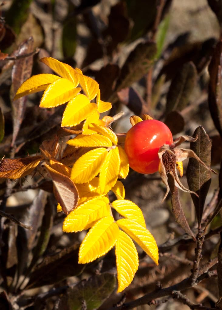Rose Hip
