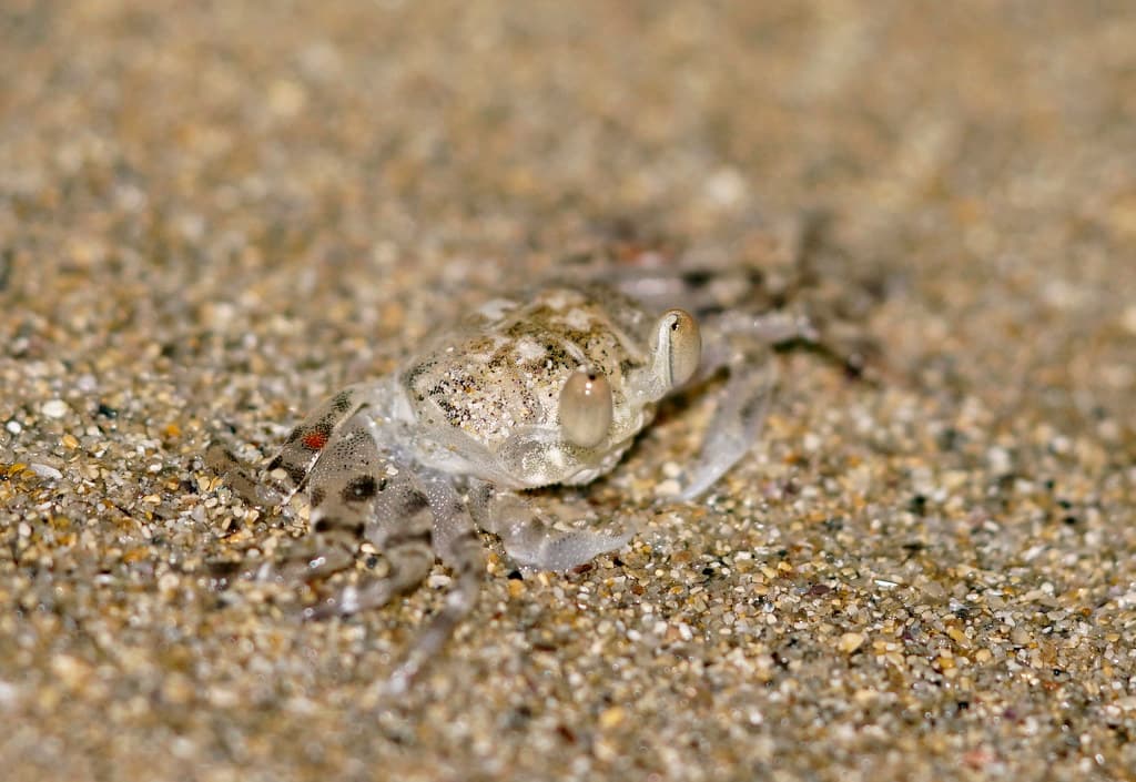Ocypode cordimana Ghost crab 3