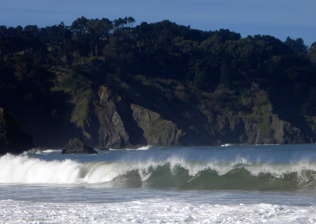 Wild woods in the City - Baker Beach, San Francisco, CA, USA