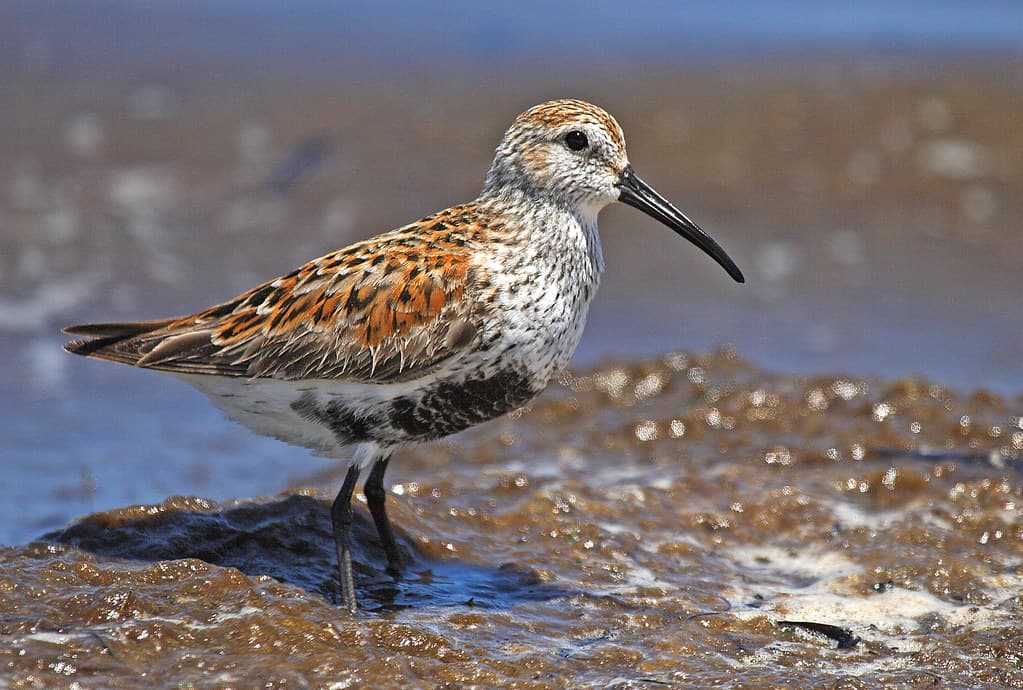 Dunlin