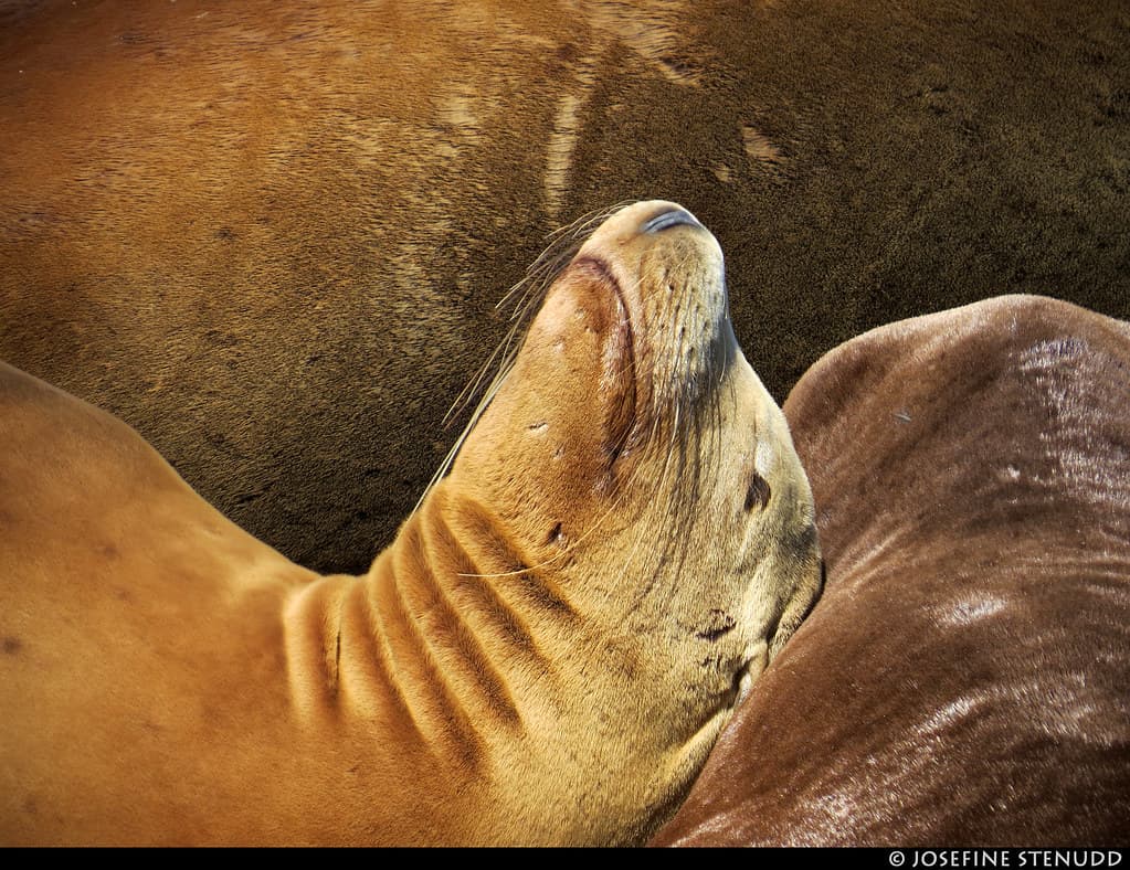 20180607_03k California sea lions (Zalophus californianus) at Pier 39 | San Francisco, California