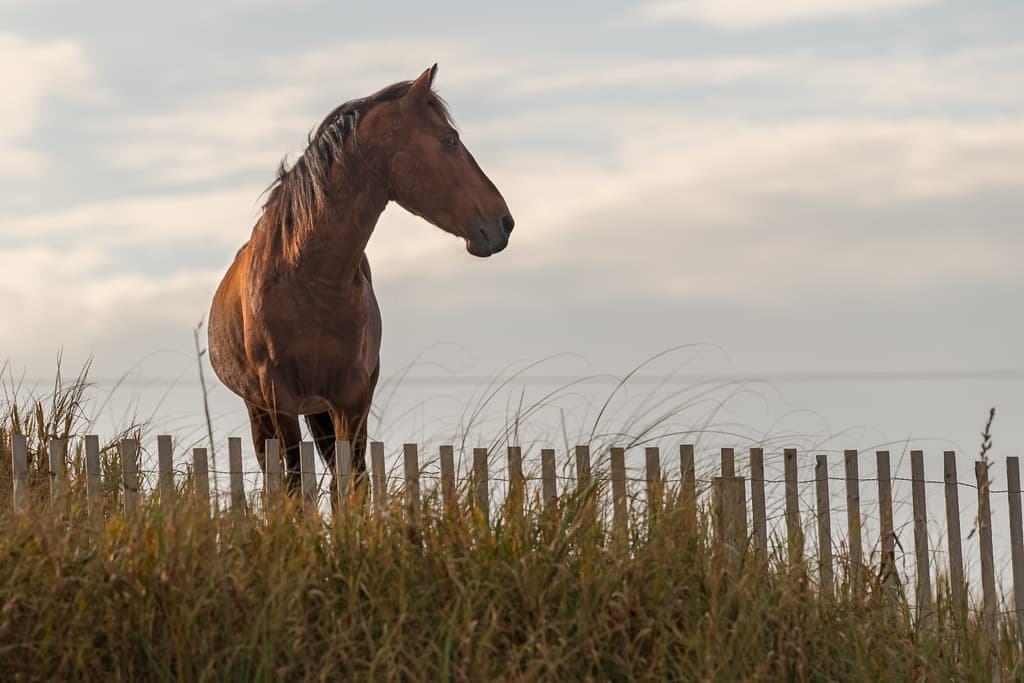 Wild horses of the Outer Banks