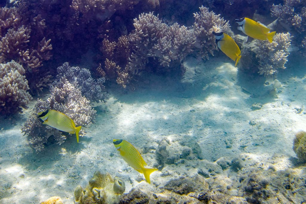Siganus puellus Masked Rabbitfish and Siganus vulpinus Foxface Rabbitfish
