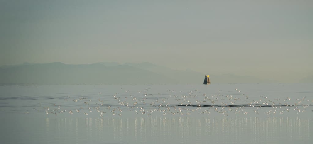 Tsawwassen Beach — photo by annapolis_rose
