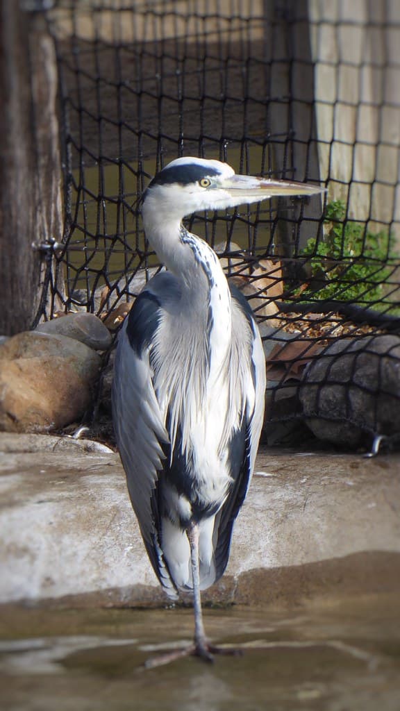 Not a penguin …