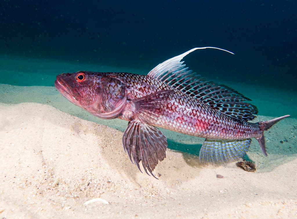 Latropiscis purpurissatus Sergeant baker