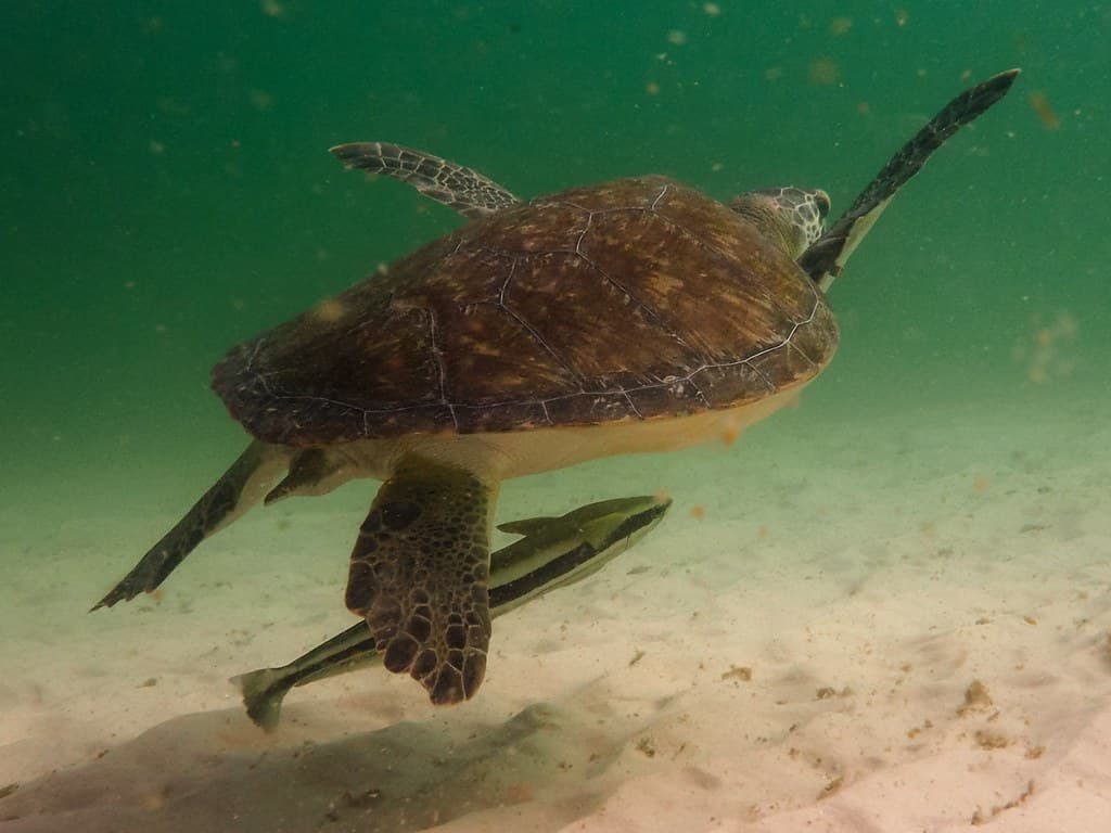Navarre Beach Marine Park Beach