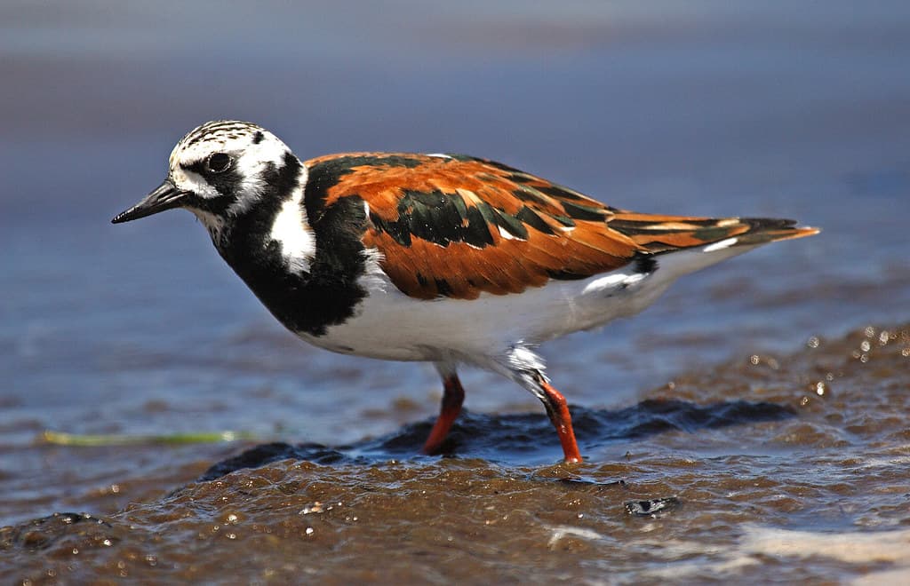 Ruddy turnstone