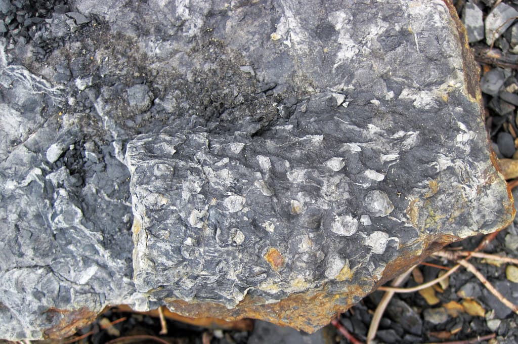 Fossil wood (Lowellville Shale, Pottsville Group, Lower Pennsylvanian; Beach City Dam outcrop, northeastern Ohio, USA) 1