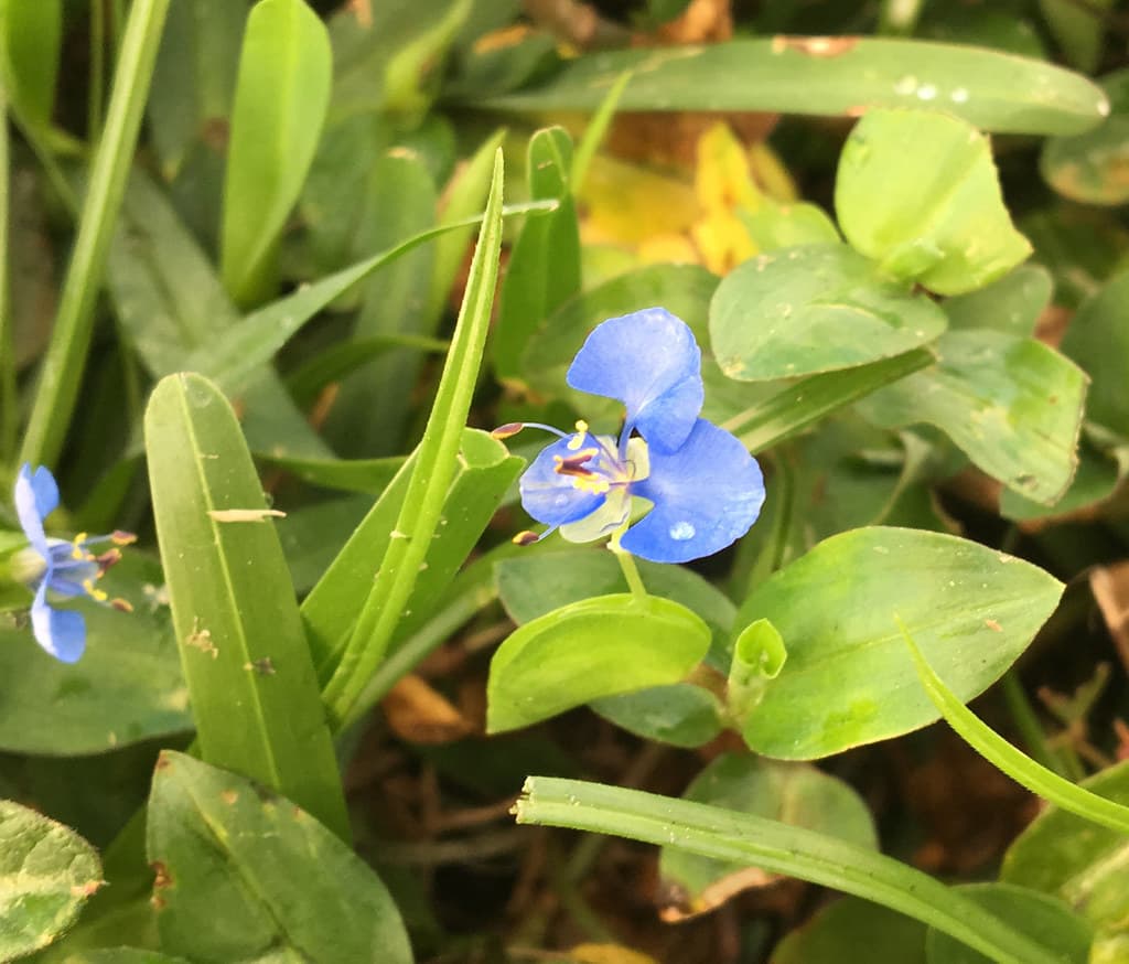 Commelina diffusa 3