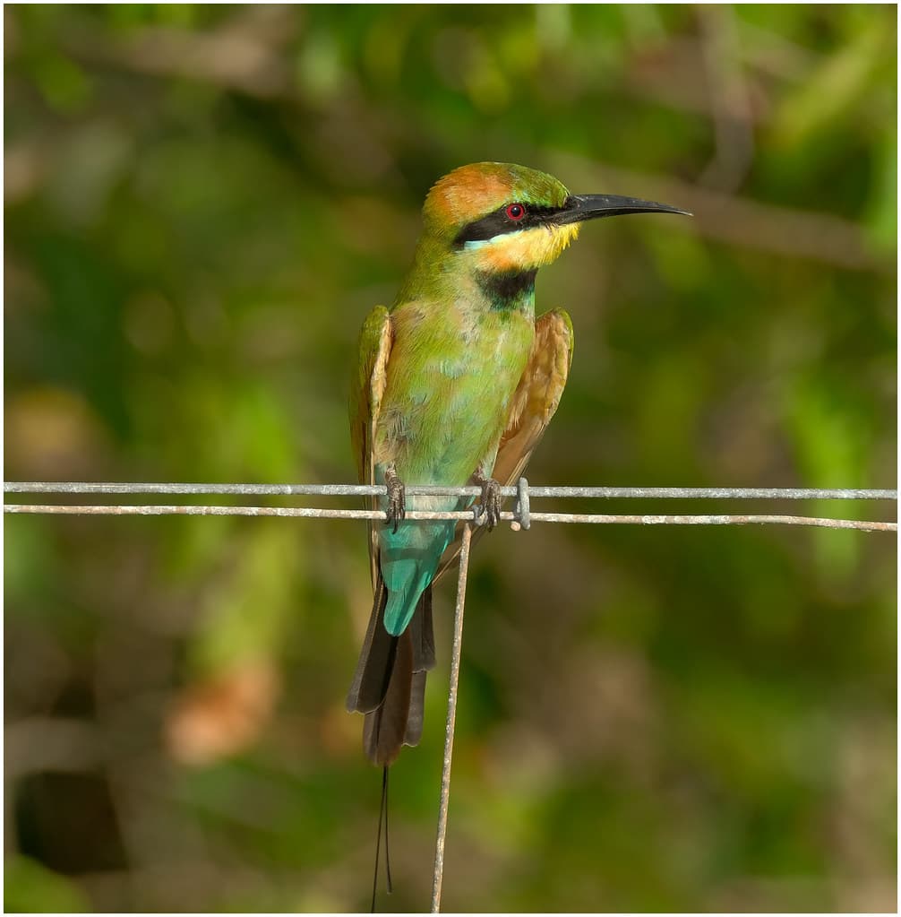 Rainbow Bee-Eater Collection # 24 - Casuarina Coastal Reserve, Darwin, NT, Australia.