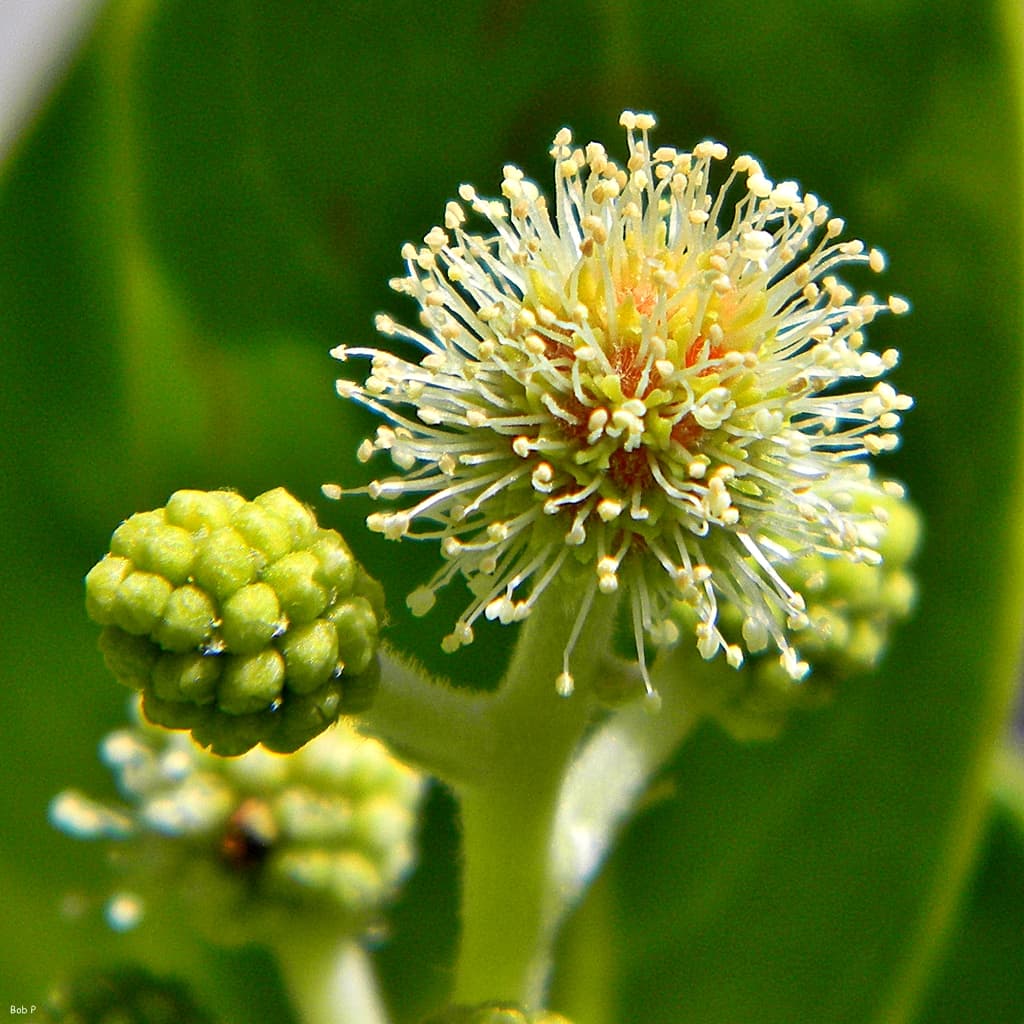 Buttonwood Mangrove - Conocarpus erectus