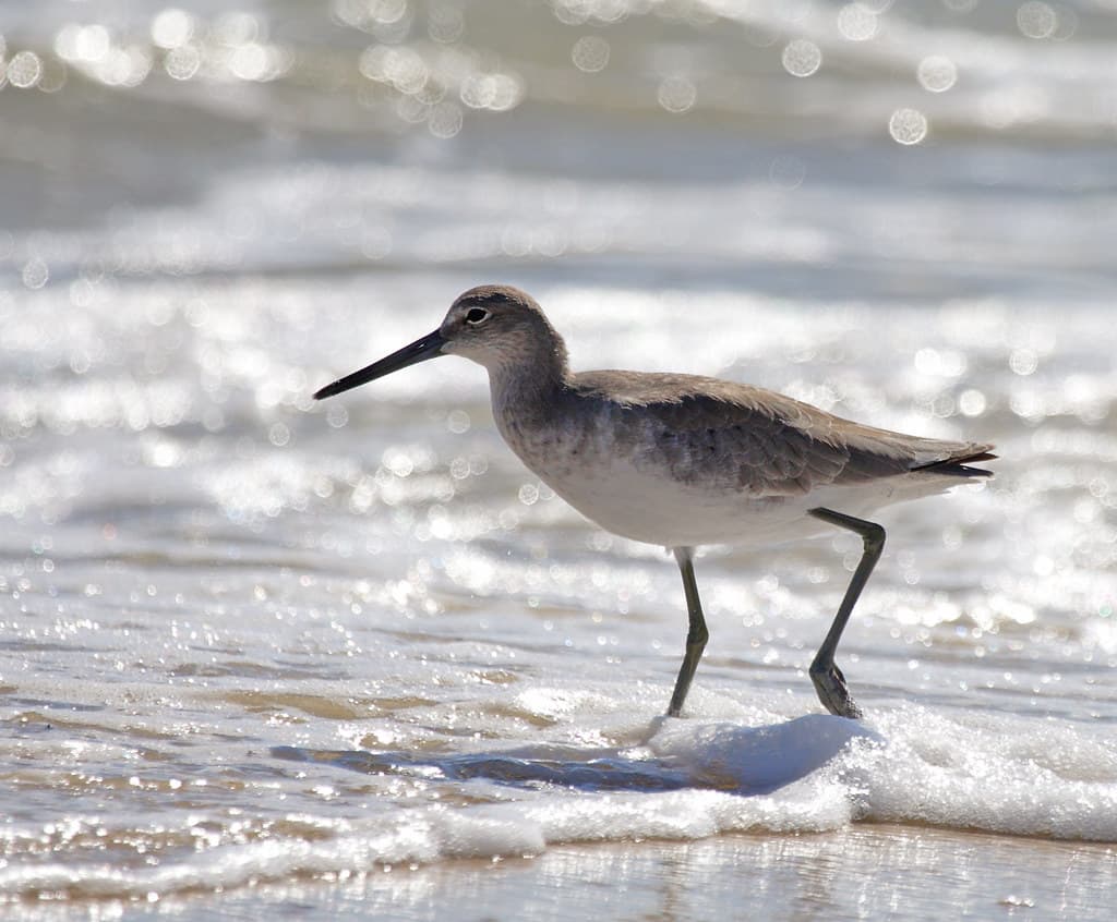 Willet