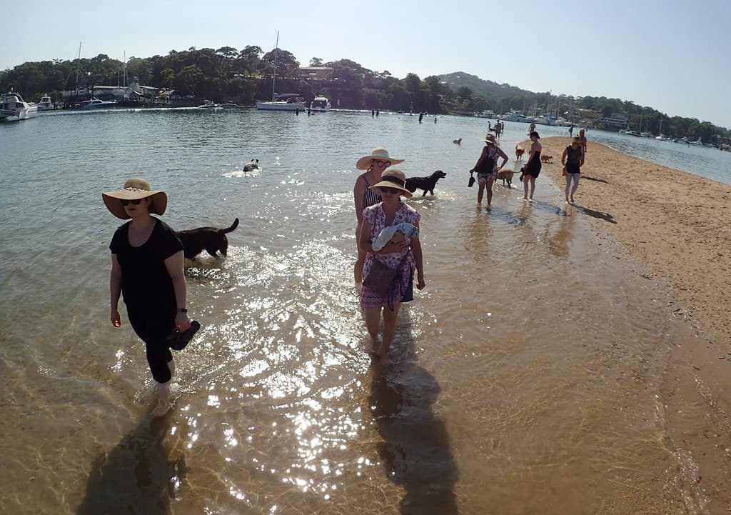 Dogs and people