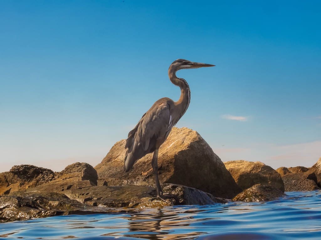 Periscope Up: Great Blue Heron Pondering