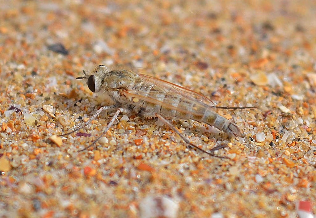 Apiocera maritima