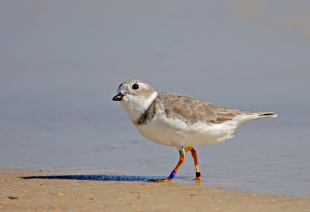 Piping plover