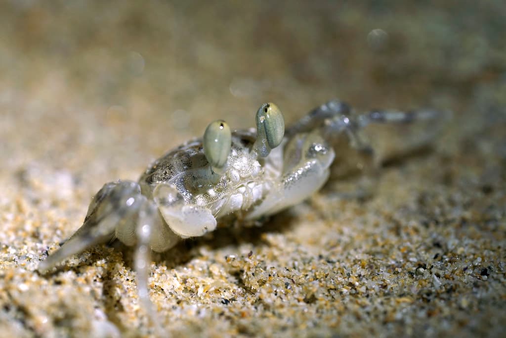 Ocypode cordimana Ghost crab