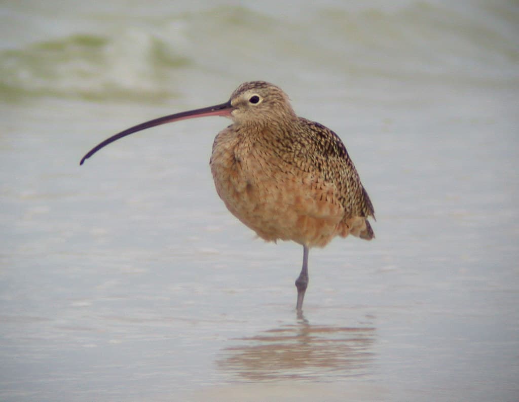 Long-billed curlew
