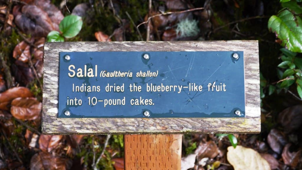 Salal interpretive sign along the Lake Marie Trail in Umpqua Lighthouse State Park
