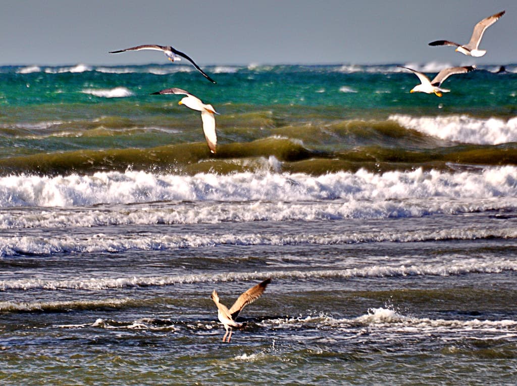Bordj El Kiffan Beach — photo by OMAR-MALO