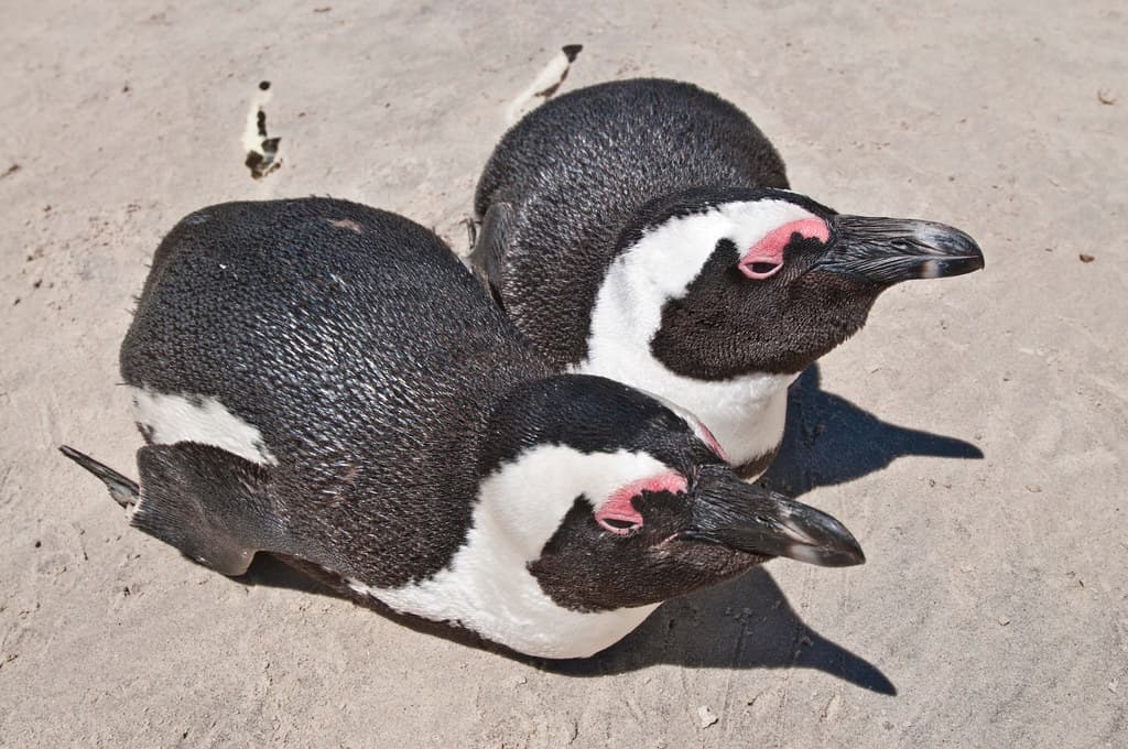 African Penguin (Spheniscus demersus), Tourist attraction at Boulders Beach, South Africa