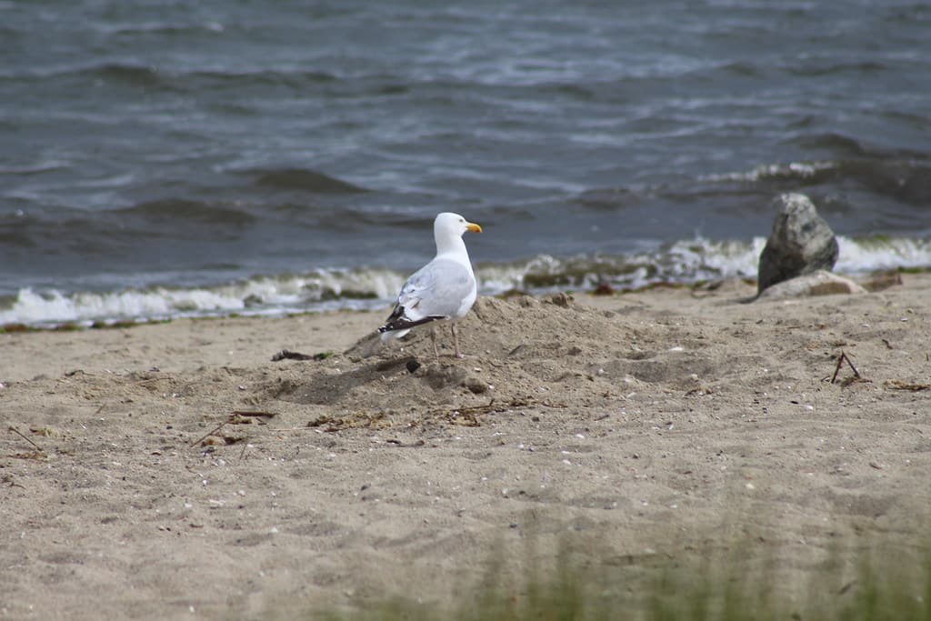 Seagull on Beach