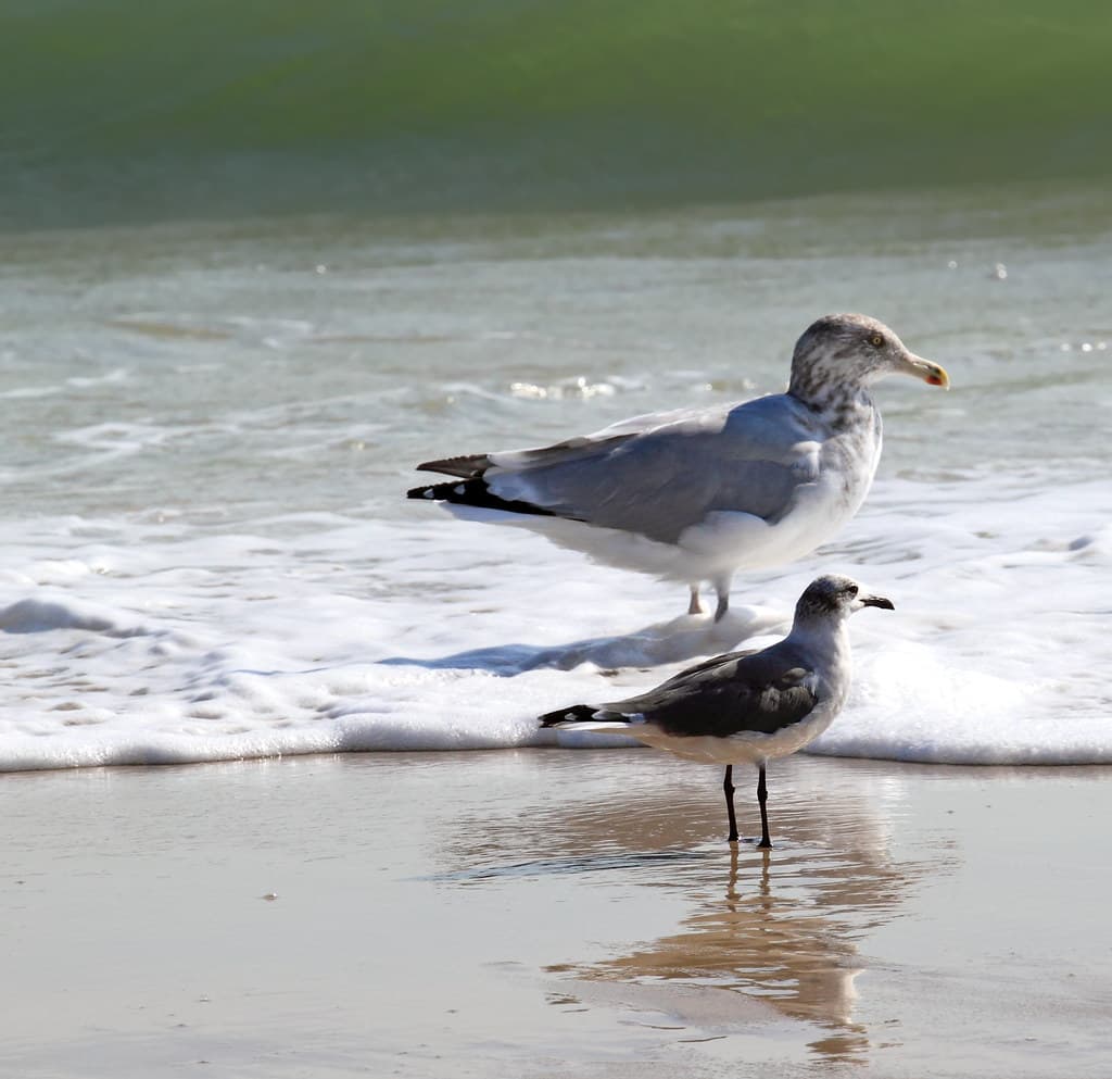 Gull Point Beach