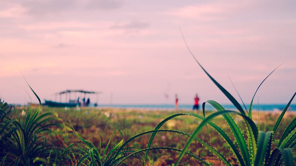 Pandanus greeting the beachgoers (DSC2495)