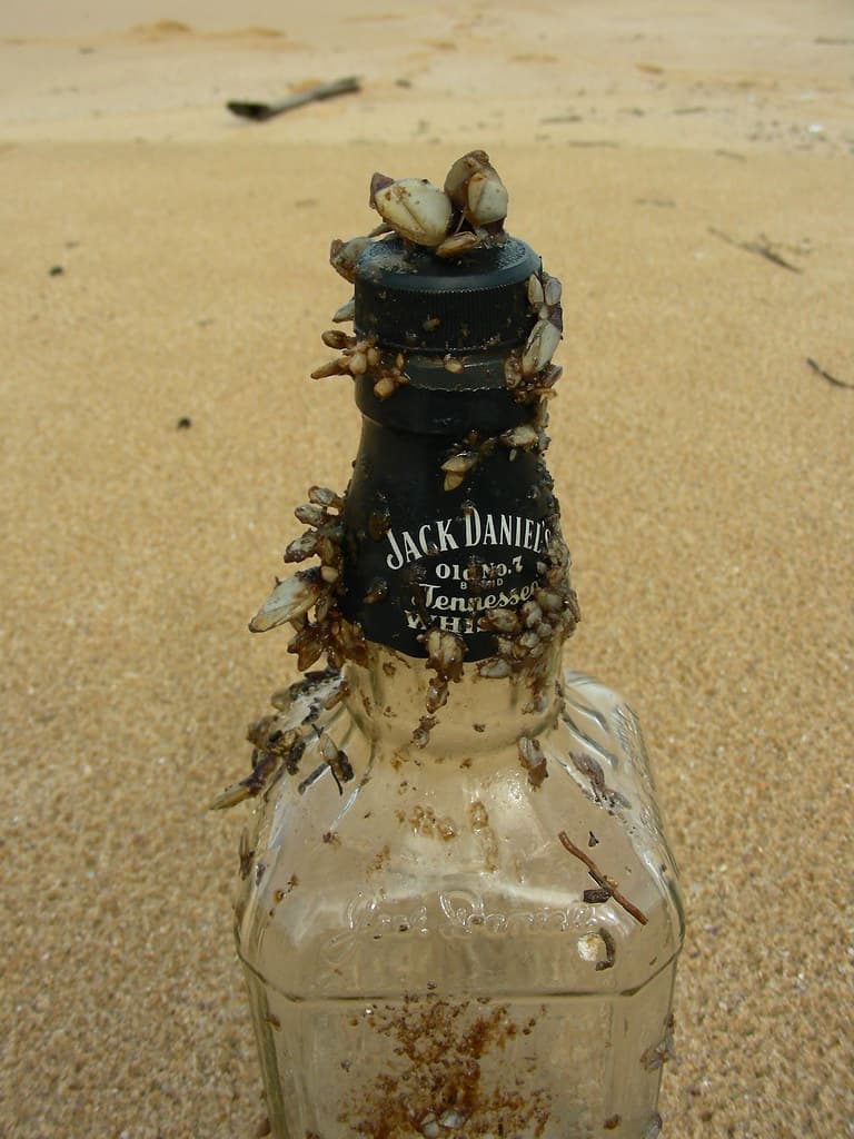 Barnacle Jack