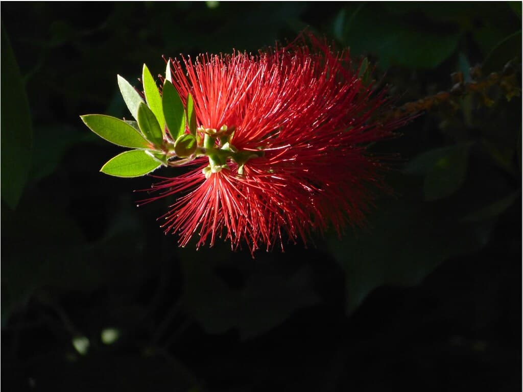 BottleBrush