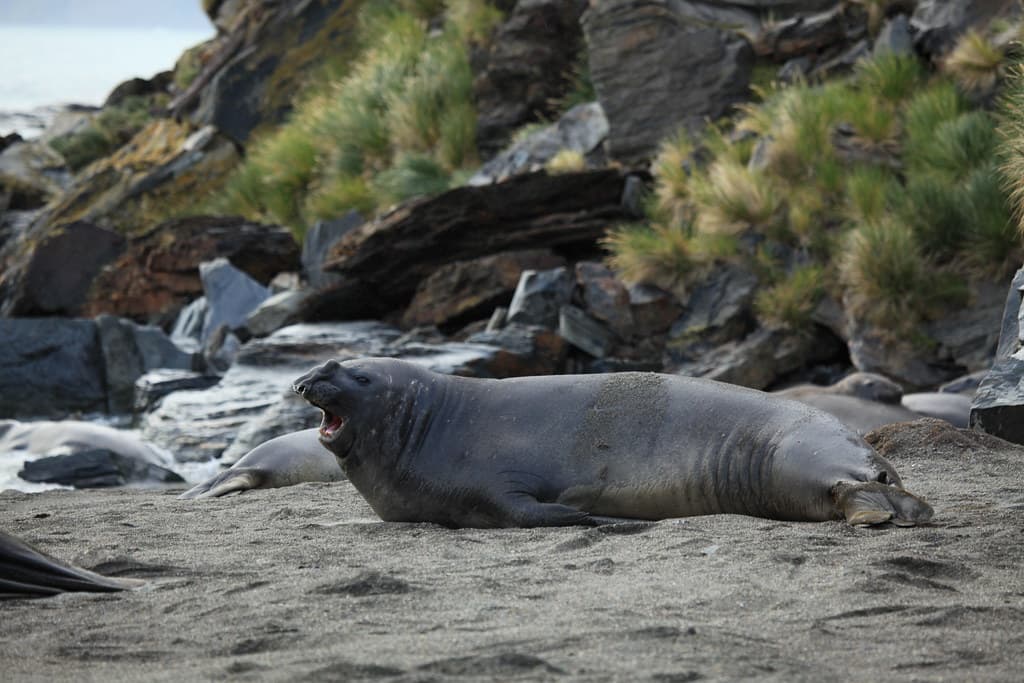 Southern Elephant Seal on the beach